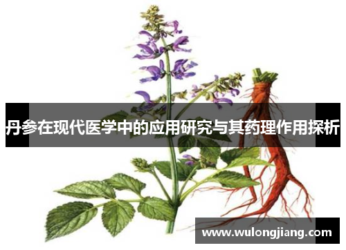 丹参在现代医学中的应用研究与其药理作用探析